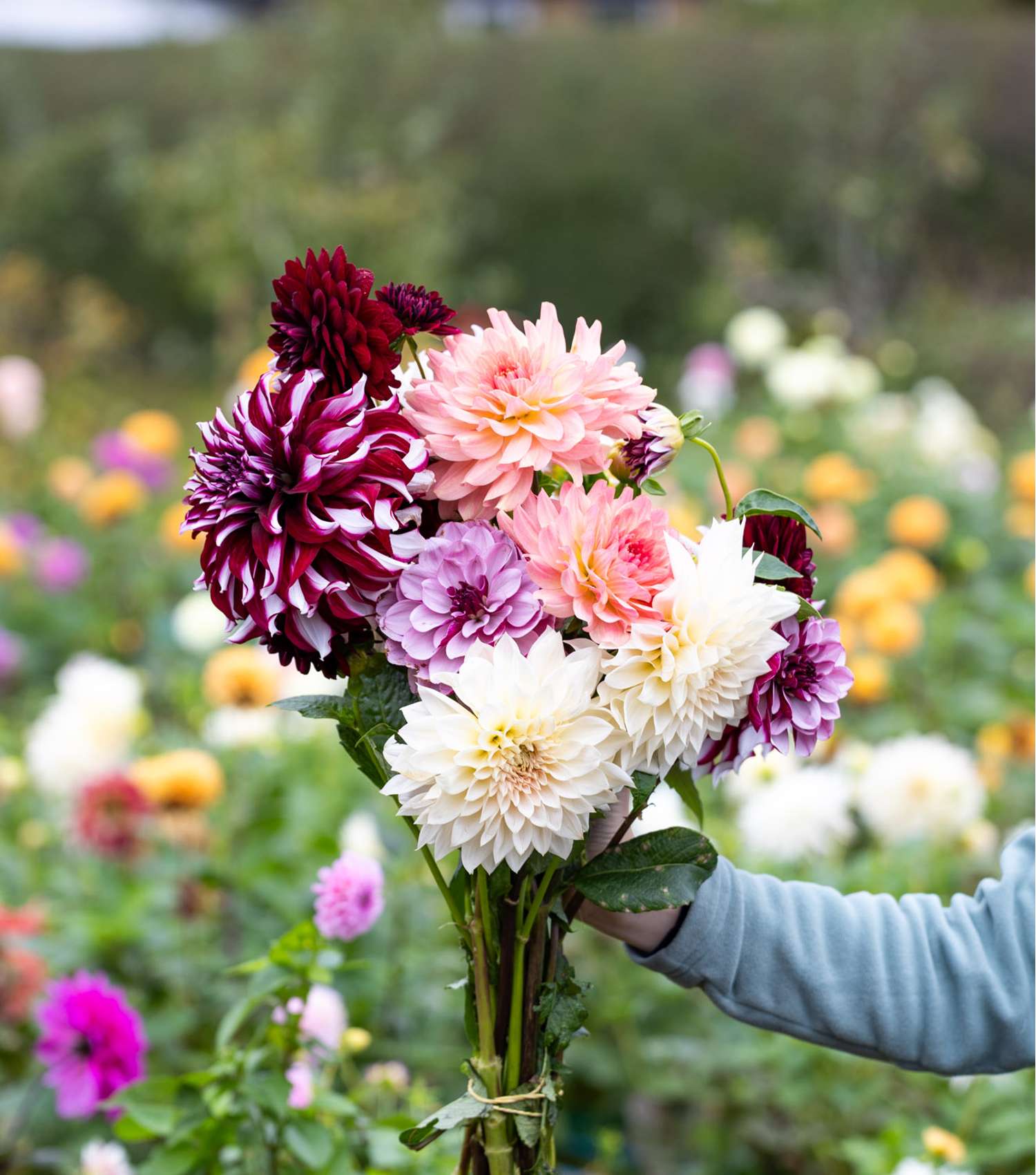 Dahlia Mix 'Dusty Rose' - Dahlia